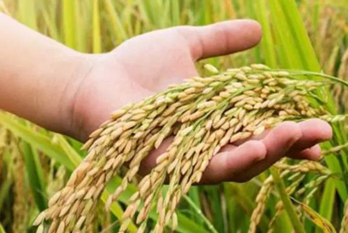 شالی|گل و گیاه طبیعی|فاضل آباد, |دیوار
