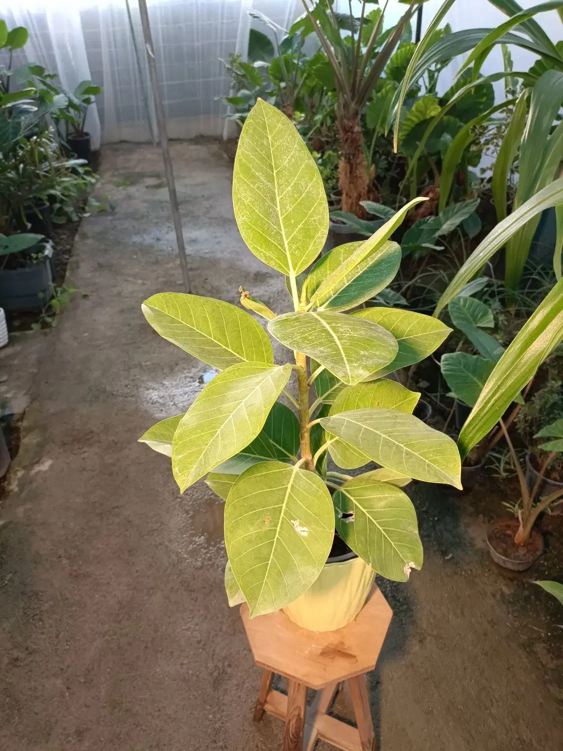 گل فیکوس آلتیسما|گل و گیاه طبیعی|مشهد, خرم آباد|دیوار