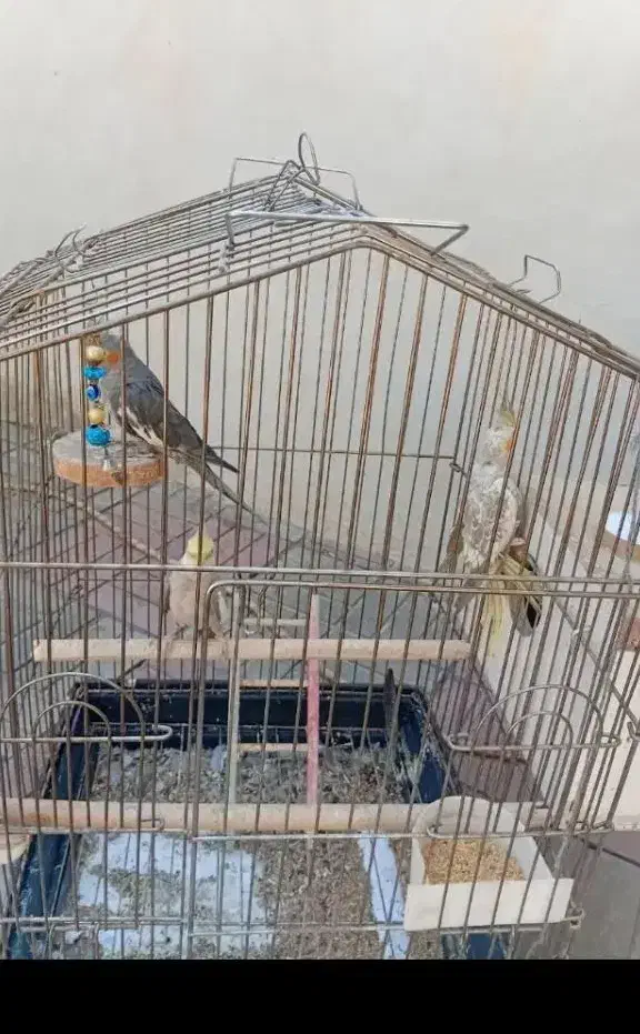 عروس هلندی|پرنده|سراب, |دیوار