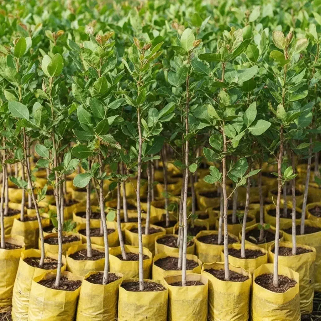 عرضه مستقیم بهترین ارقام نهال ژنوتیپ بدون واسطه|خدمات باغبانی و درختکاری|کرمانشاه, |دیوار