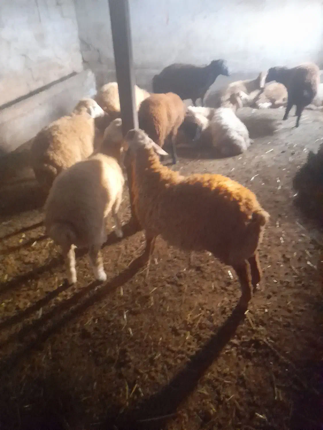 بره نر|حیوانات مزرعه|قشلاق دشت, |دیوار