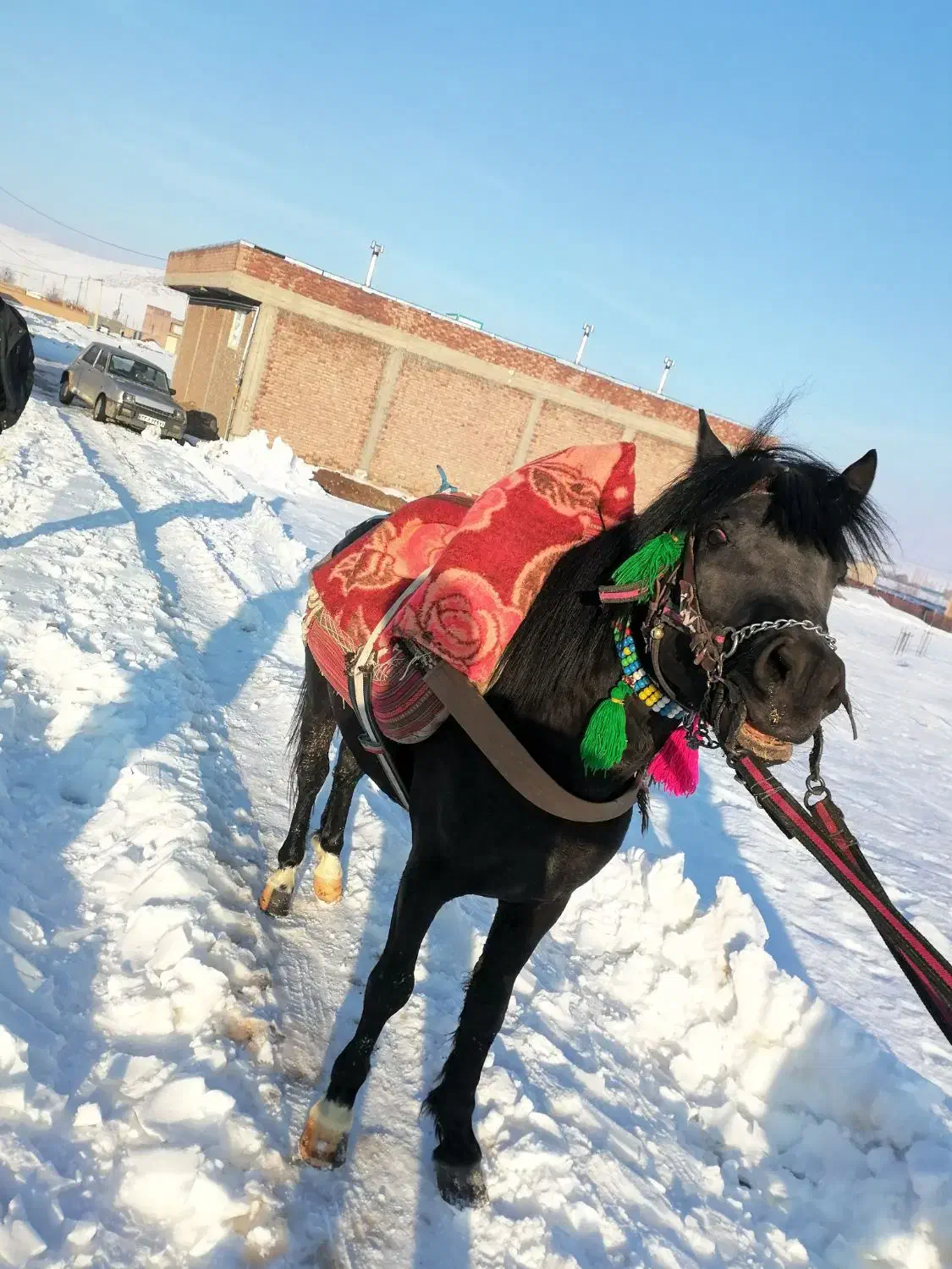 اسب فروشی|اسب و تجهیزات اسب‌سواری|پیرانشهر, |دیوار