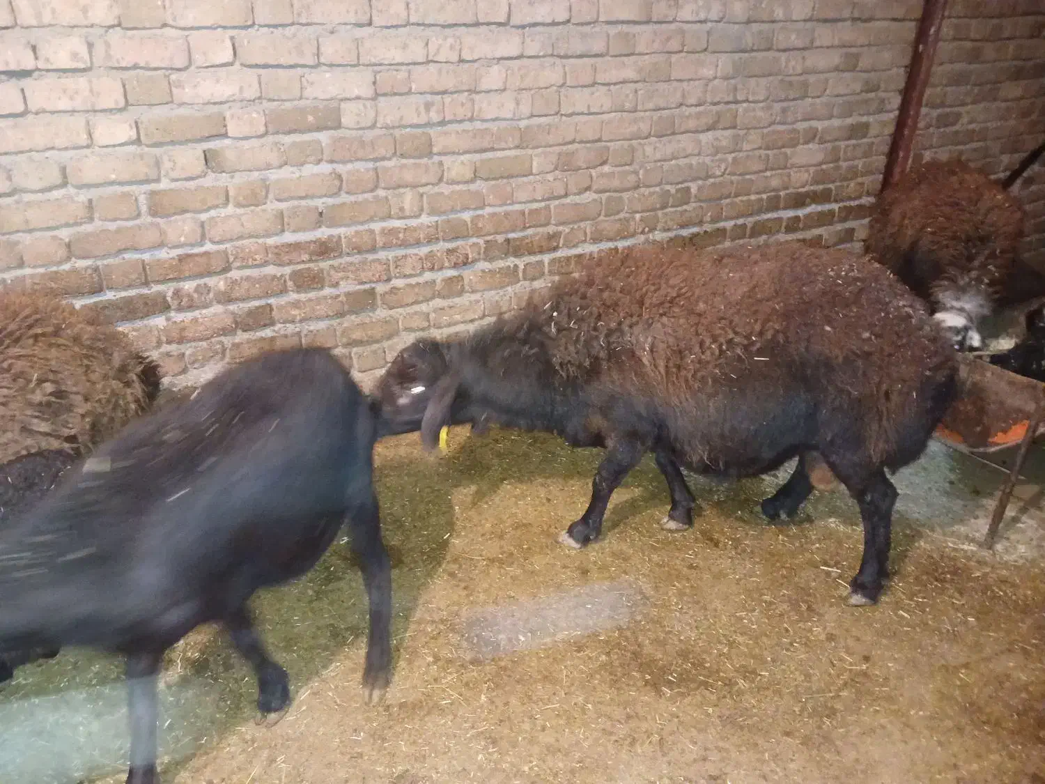 میش و بره. میش. بز .گوساله|حیوانات مزرعه|زاغه, |دیوار