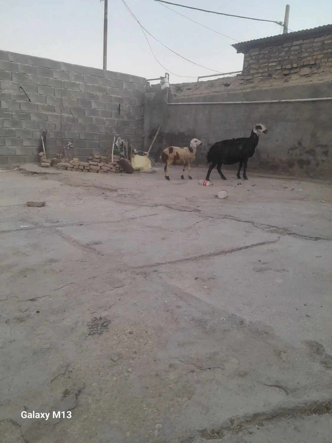 میش بره|حیوانات مزرعه|شیروان (لرستان), |دیوار
