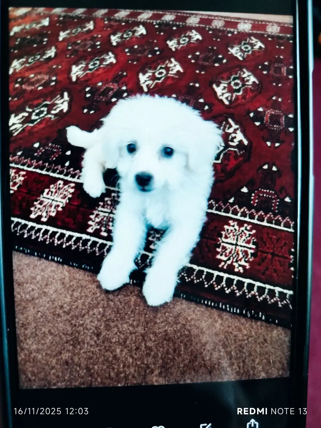 سگ شیتزو سفید|سگ|گنبد کاووس, |دیوار