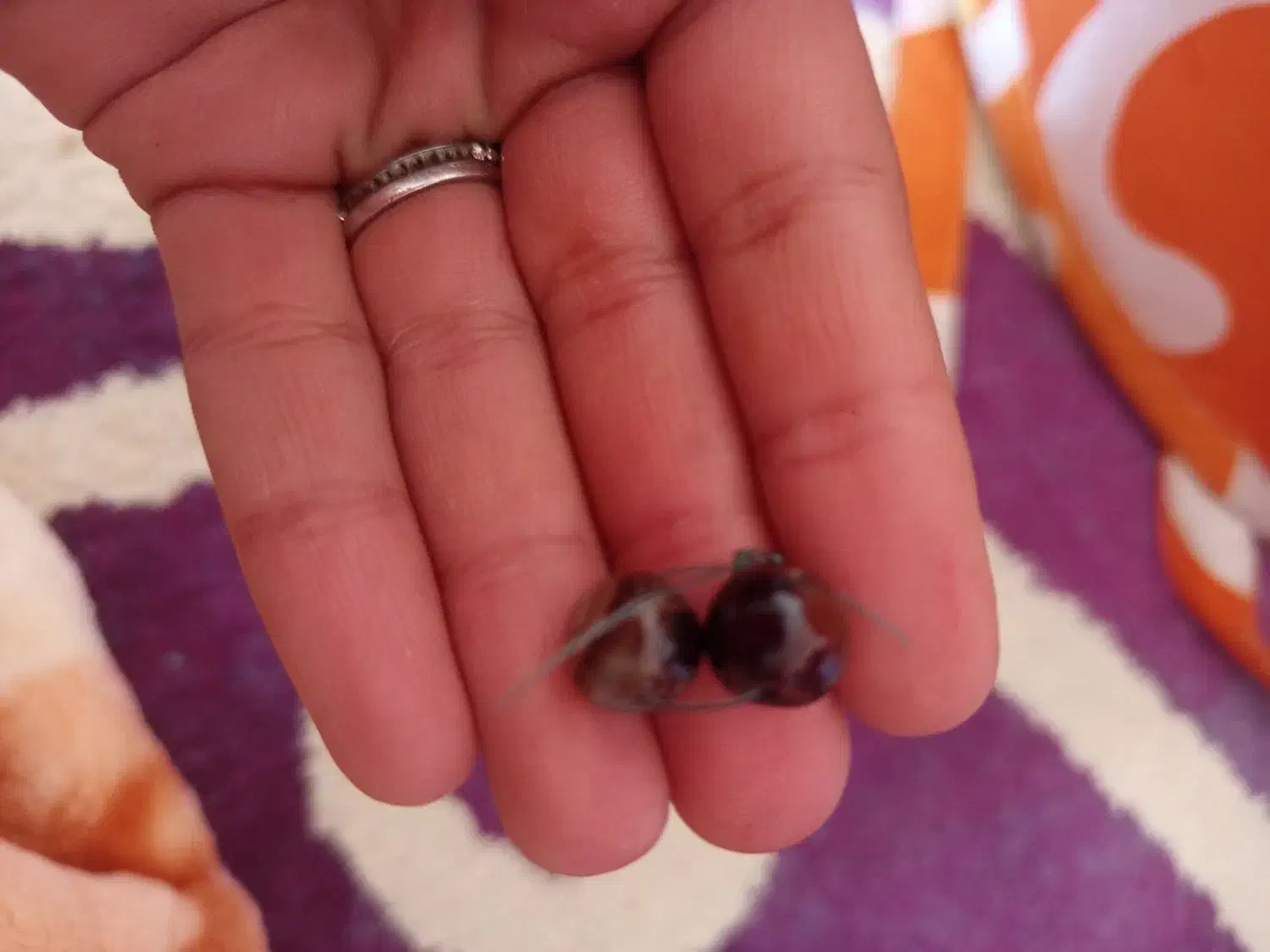 مهره قدیمی اصل عتیقه|کلکسیون اشیاء عتیقه|دوگنبدان, |دیوار