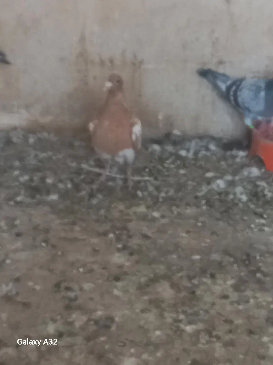 میولمنز درجه یک|پرنده|برازجان, |دیوار