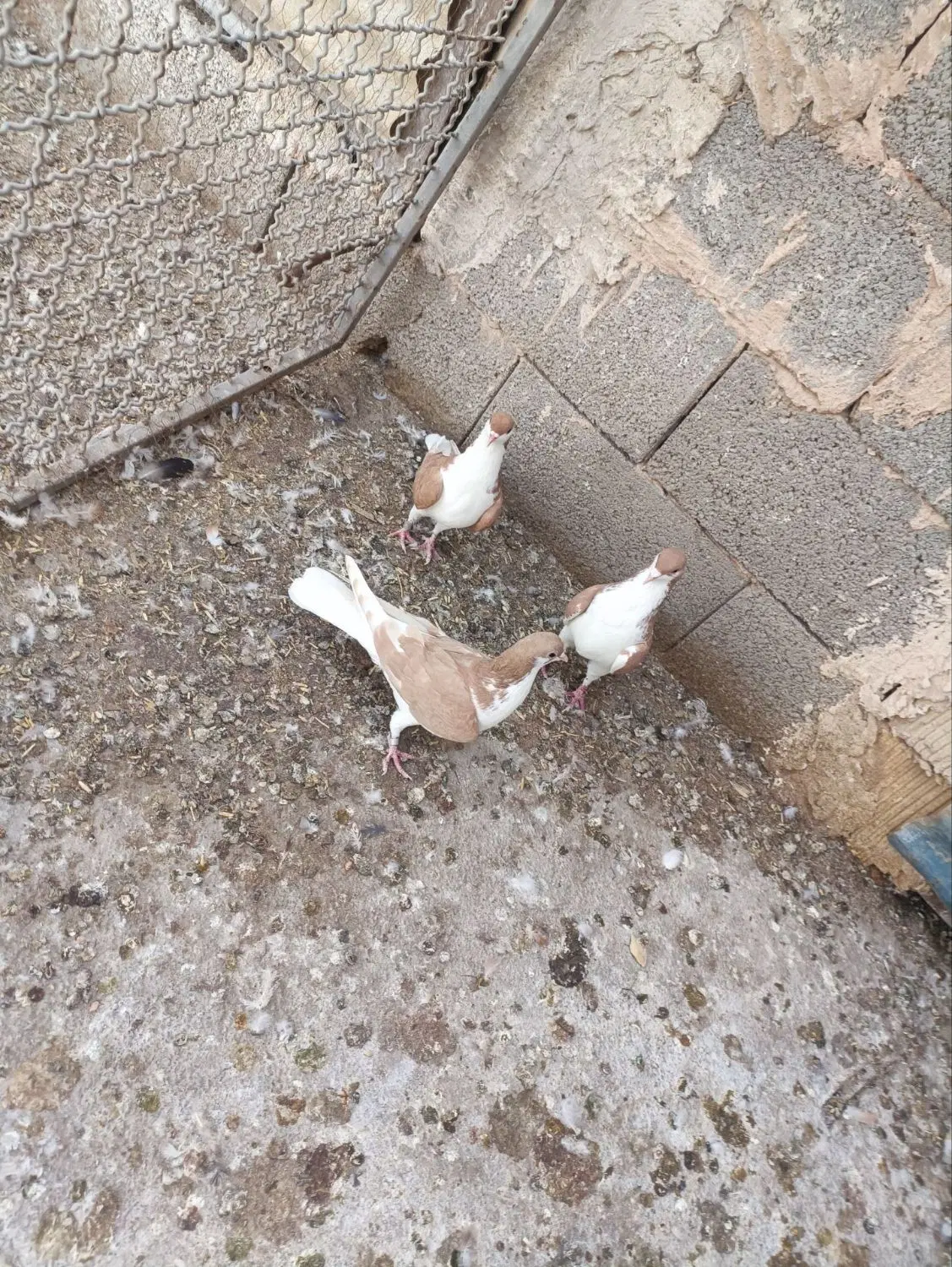پرنده|پرنده|مبارکه, |دیوار