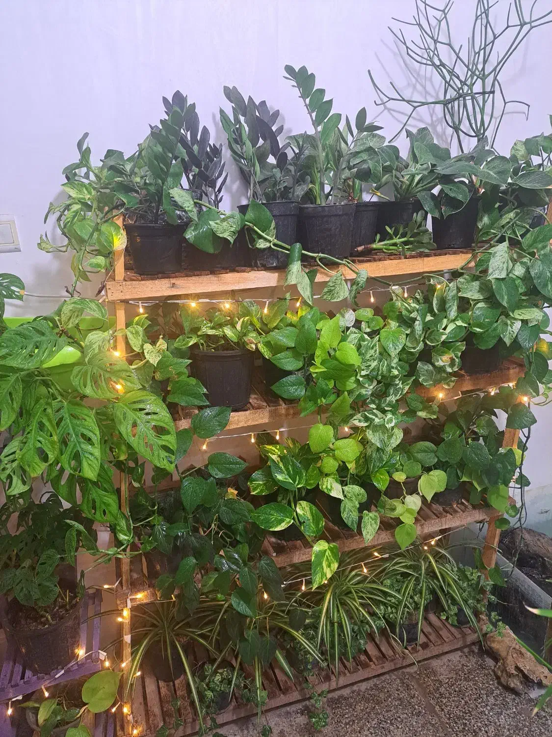 فروش خانگی انواع گل های آپارتمانی|گل و گیاه طبیعی|بیرجند, |دیوار