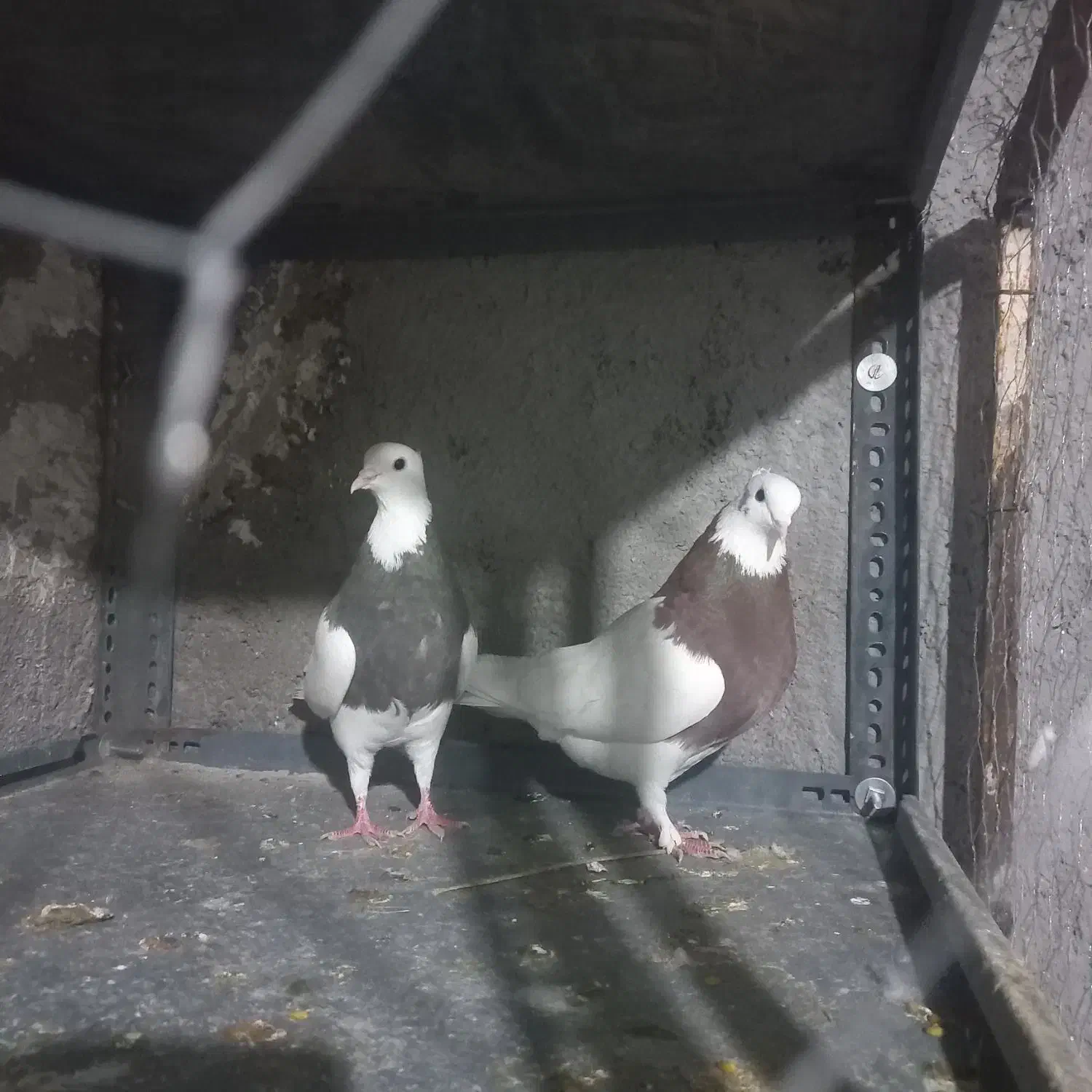 کبوتر|پرنده|بوئین زهرا, |دیوار