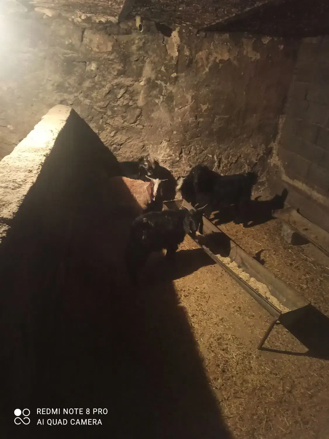 چپش فروشی|حیوانات مزرعه|ازنا, |دیوار