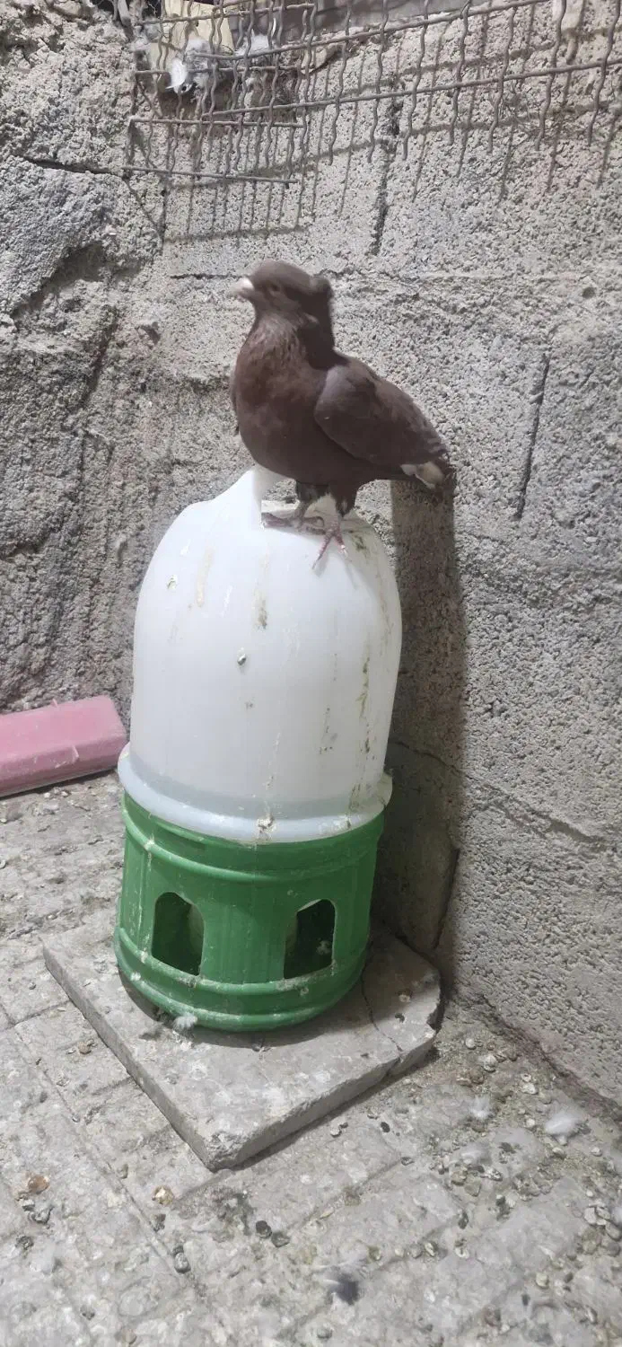 دم سفید و سینه سیاه|پرنده|کرمان, |دیوار