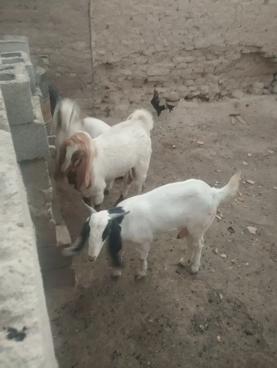 فروش سه عدد بز و پاچن|حیوانات مزرعه|سراوان, |دیوار