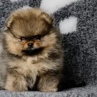 توله سگ پامر خرسی نر|سگ|مشهد, امیریه|دیوار