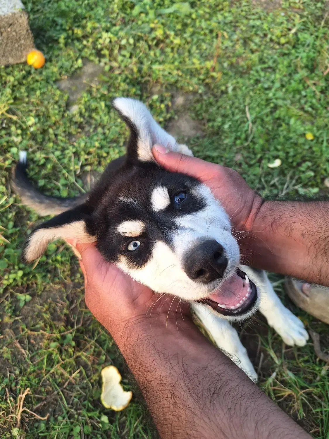 توله ۴ ماهه هاسکی|سگ|قائمشهر, |دیوار