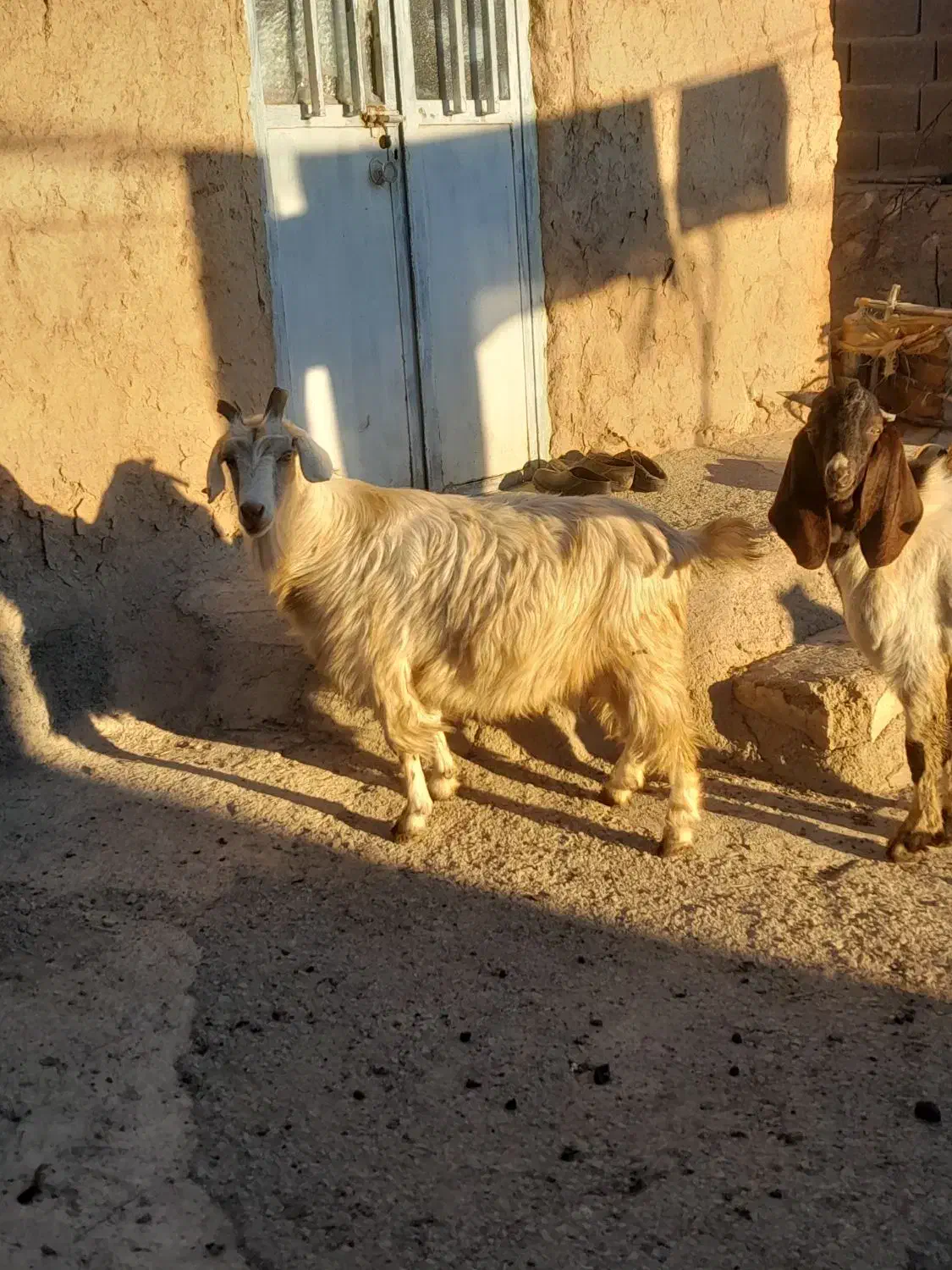 بز ماده|حیوانات مزرعه|ثمرین, |دیوار