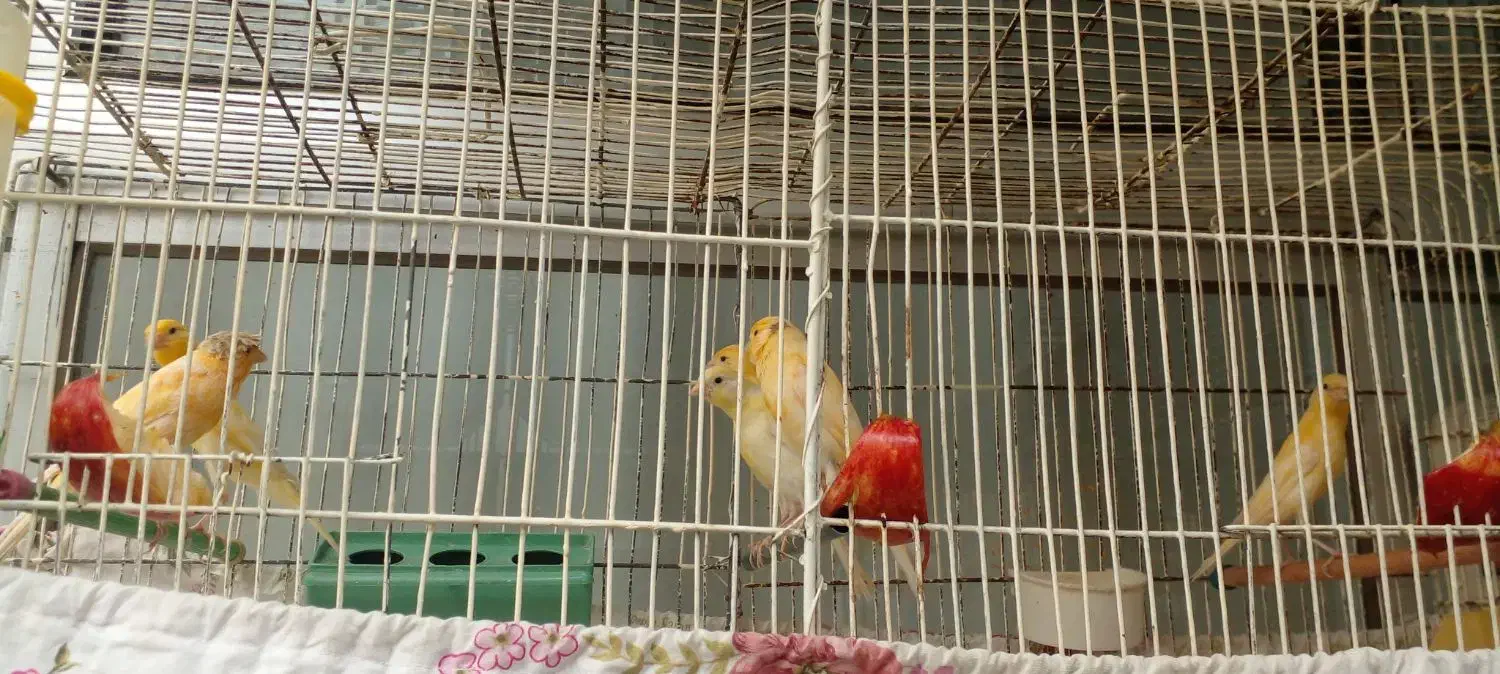 پرنده.قناری|پرنده|خوانسار, |دیوار