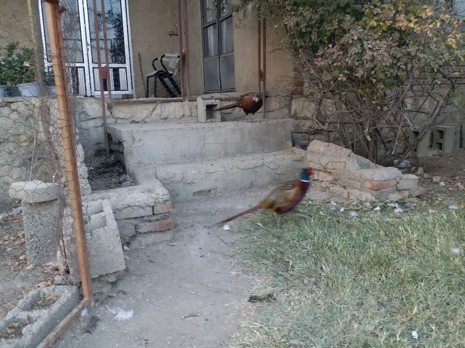 خروس آمریکایی|حیوانات مزرعه|محمدبار, |دیوار