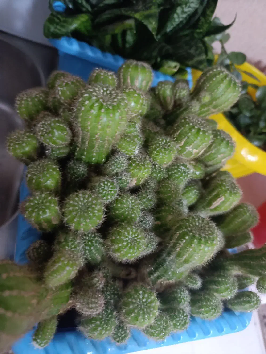 کاکتوس|گل و گیاه طبیعی|کرج, حیدرآباد|دیوار