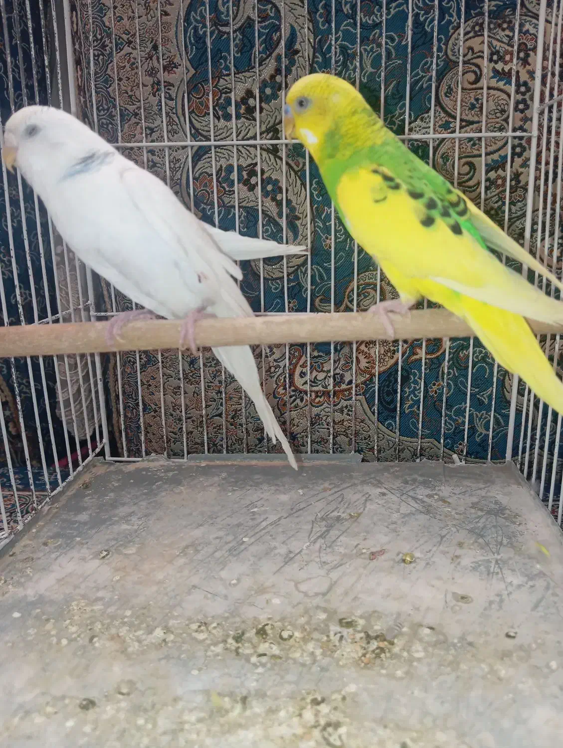 پرنده|پرنده|سیرجان, |دیوار