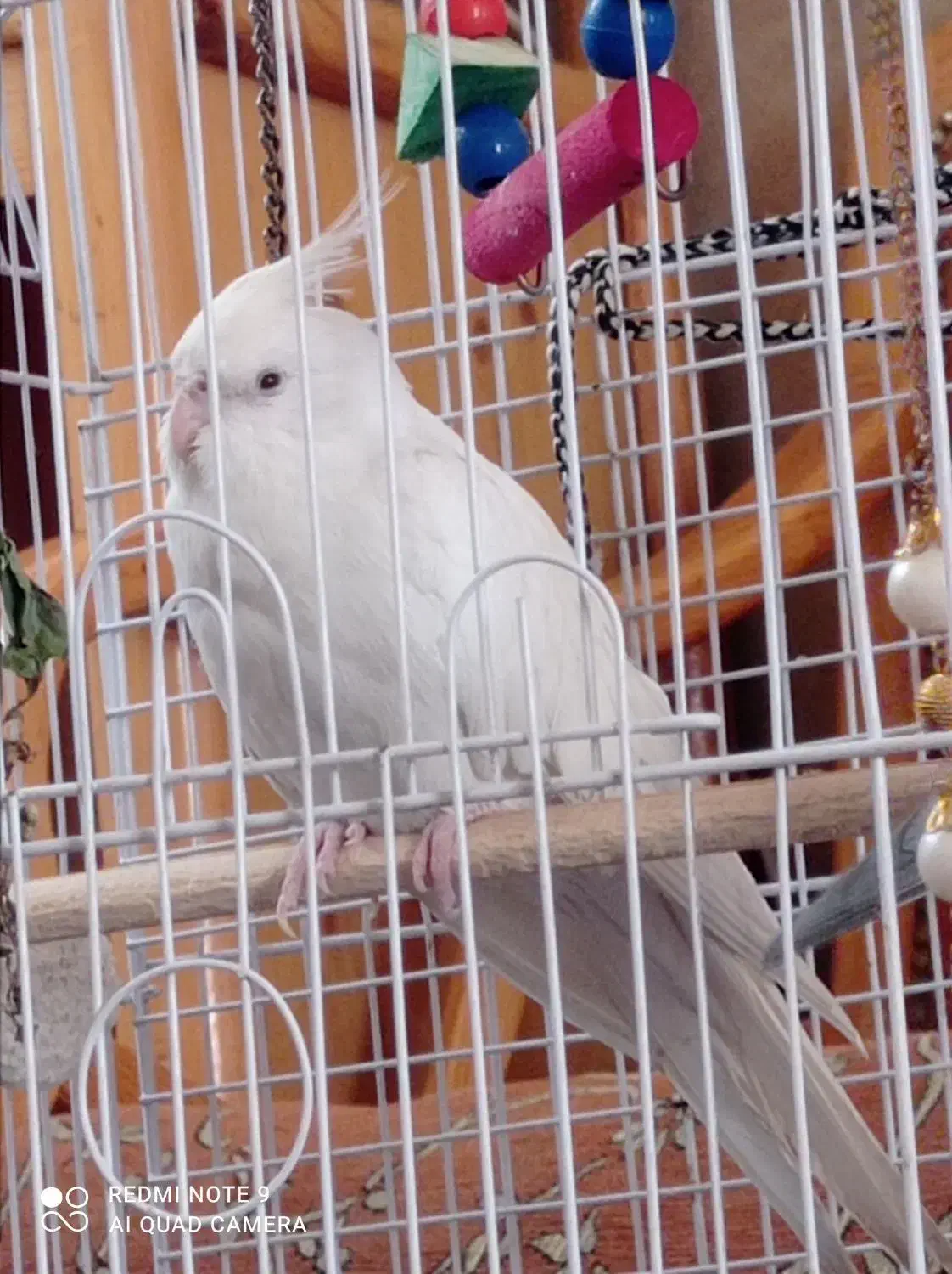 عروس هلندی|پرنده|سبزوار, زینبیه|دیوار