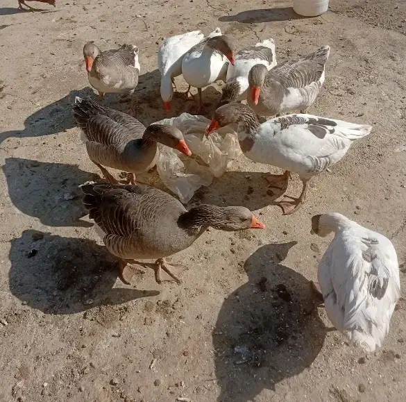 غاز|حیوانات مزرعه|بروجرد, |دیوار