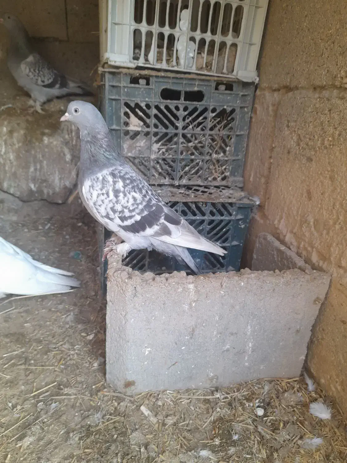 کبوتر ترک|پرنده|فیروزآباد (آذربایجان), |دیوار