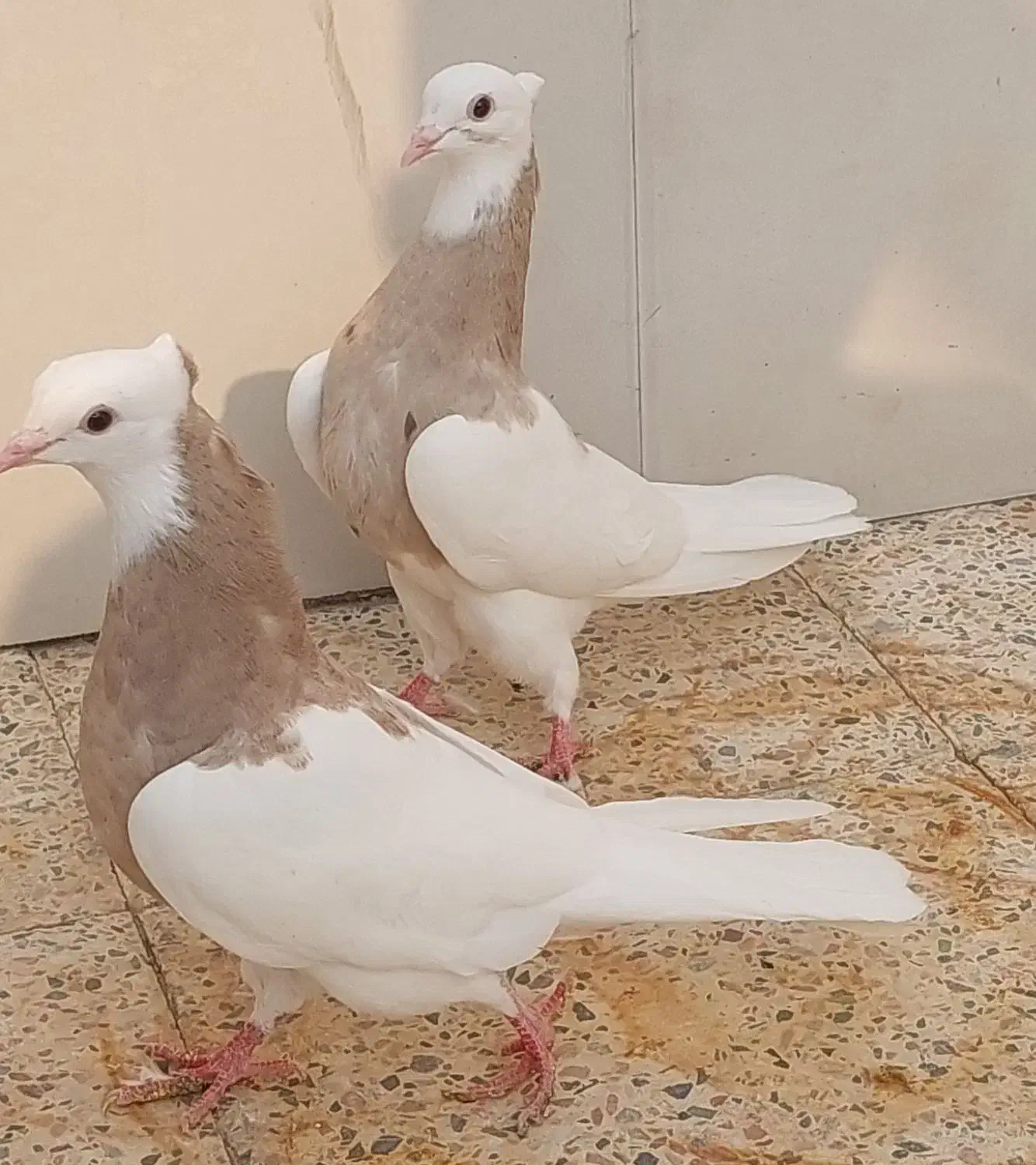 طوقی|پرنده|دهلران, |دیوار