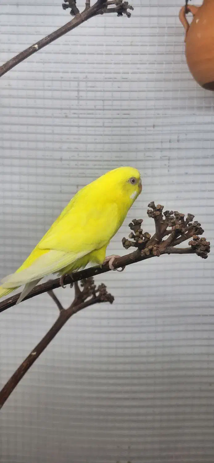 مرغ عشق هلندی|پرنده|میناب, |دیوار