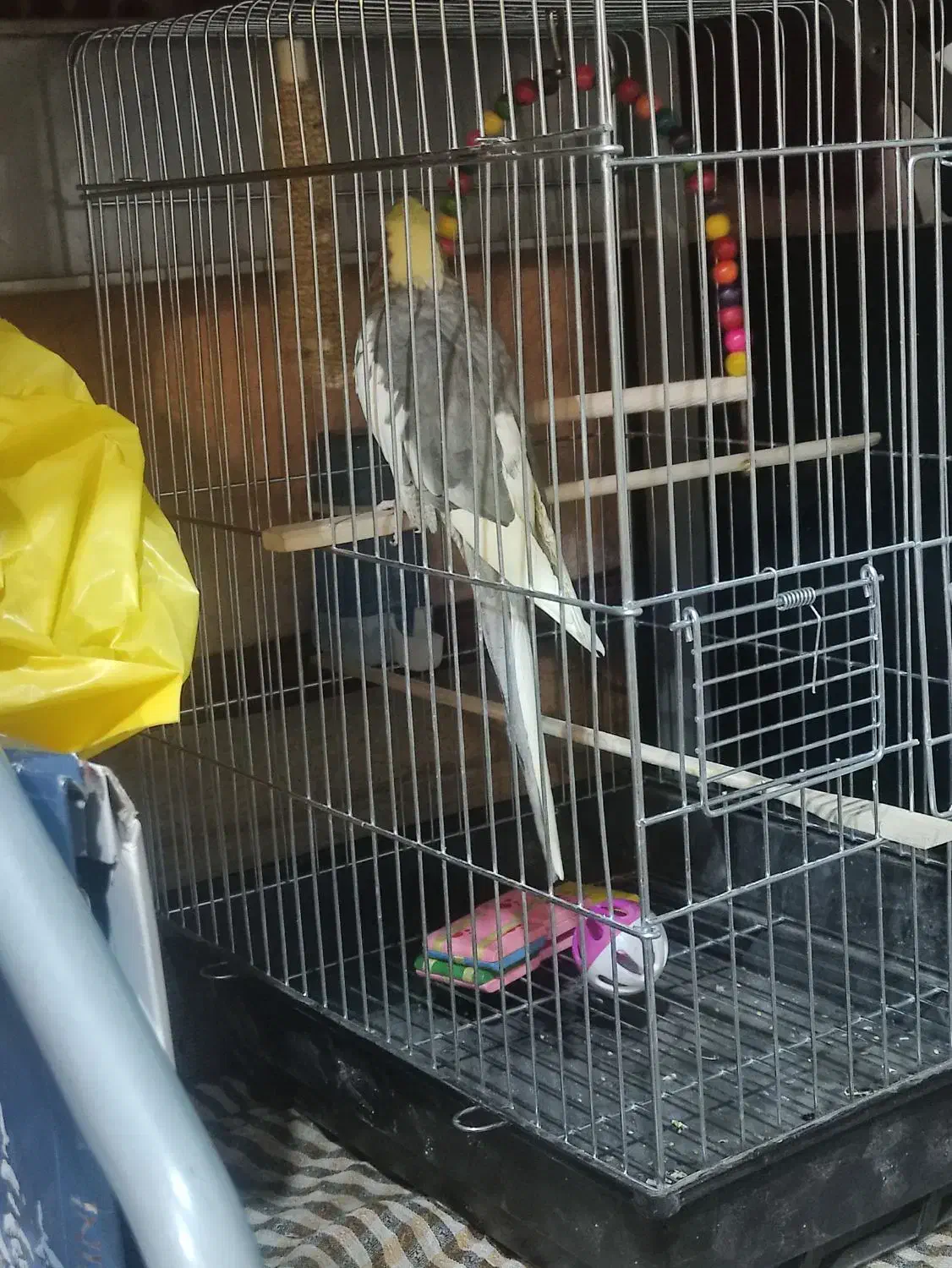 عروس هلندی|پرنده|فرخ‌شهر, |دیوار