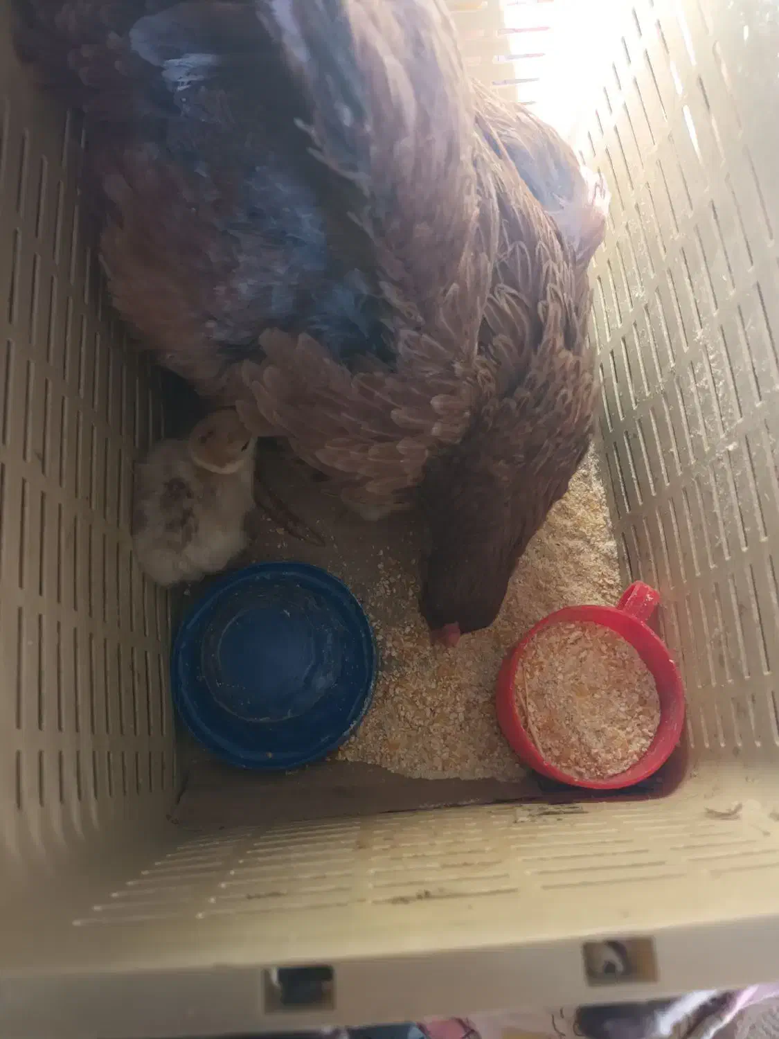 مرغ و جوجه بوقلمون|حیوانات مزرعه|کرمان, |دیوار