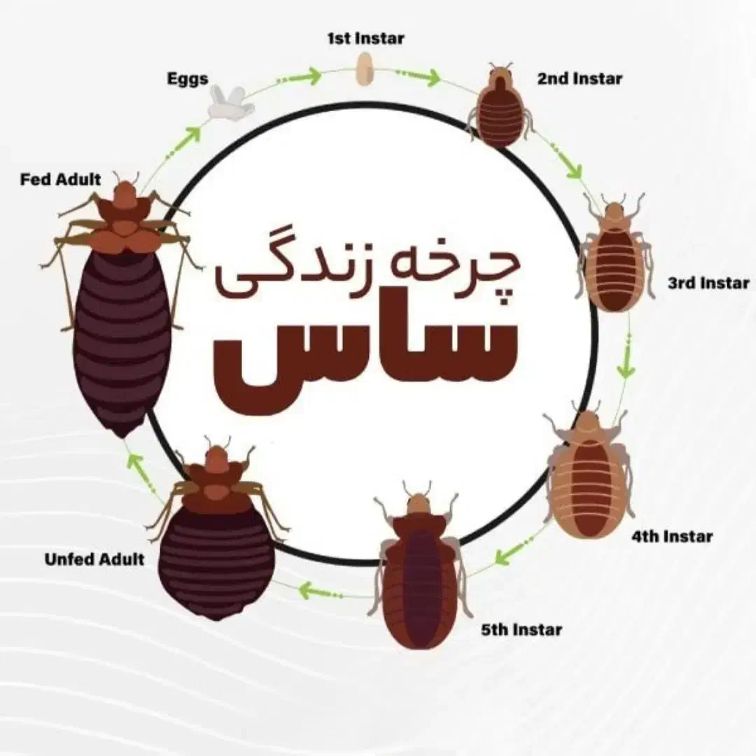 سمپاشی ساس ریشه کنی صددرصد بدون خطا|خدمات نظافت|قم, وادی السلام|دیوار