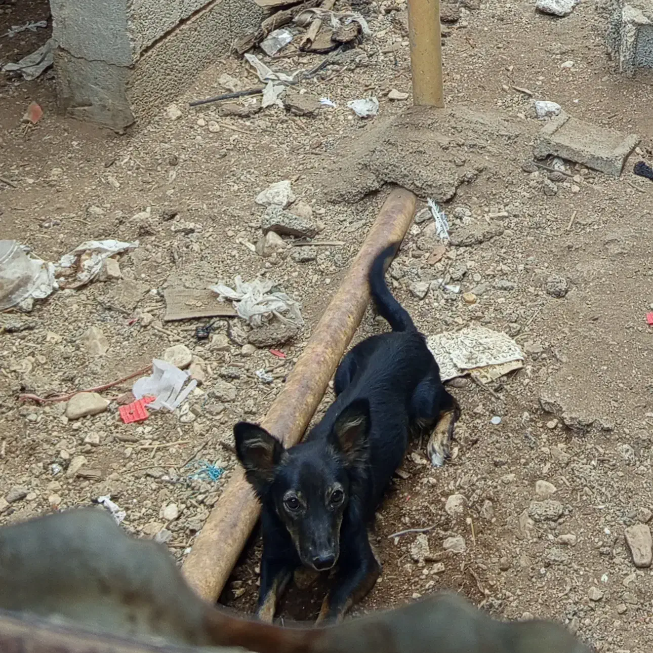 یک عدد سگ بوجی نر|سگ|برازجان, |دیوار