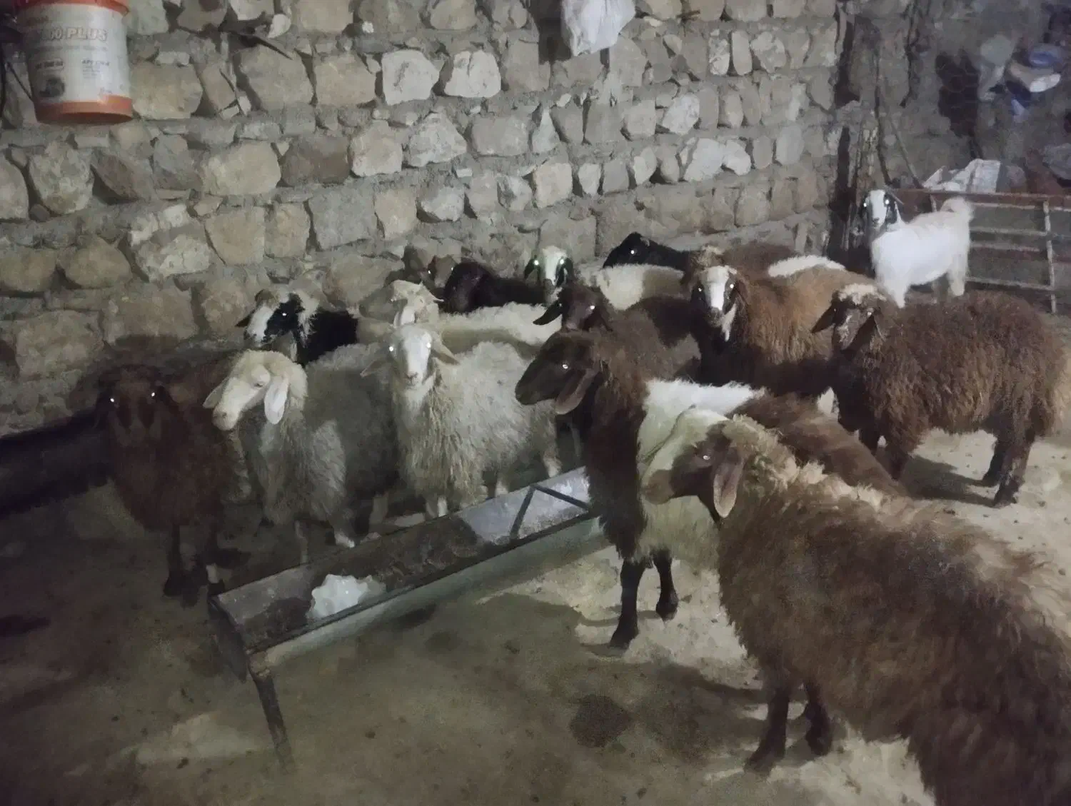 بره14|حیوانات مزرعه|کوهدشت, |دیوار