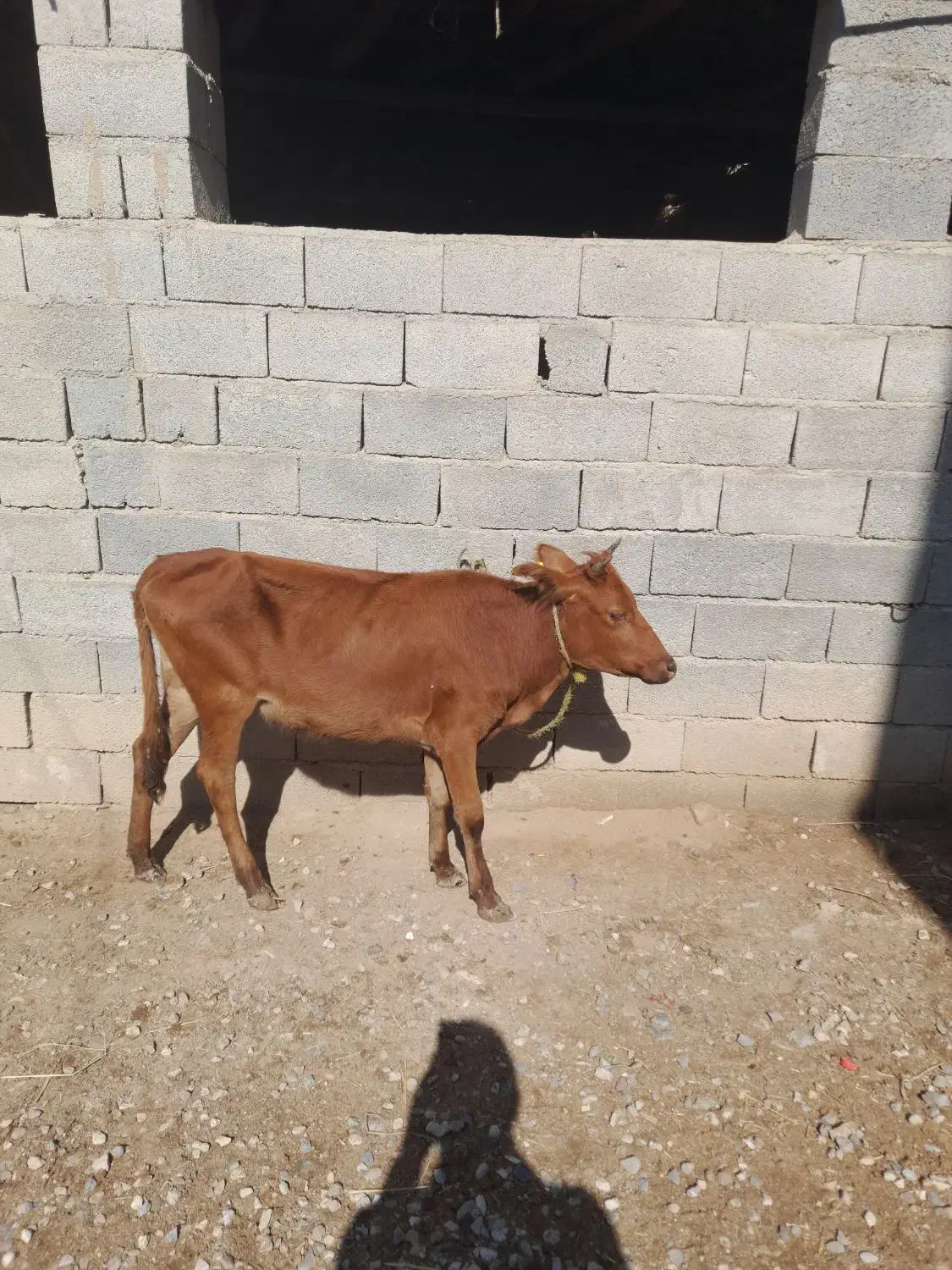 گاو گوساله ماده|حیوانات مزرعه|گنبد کاووس, |دیوار