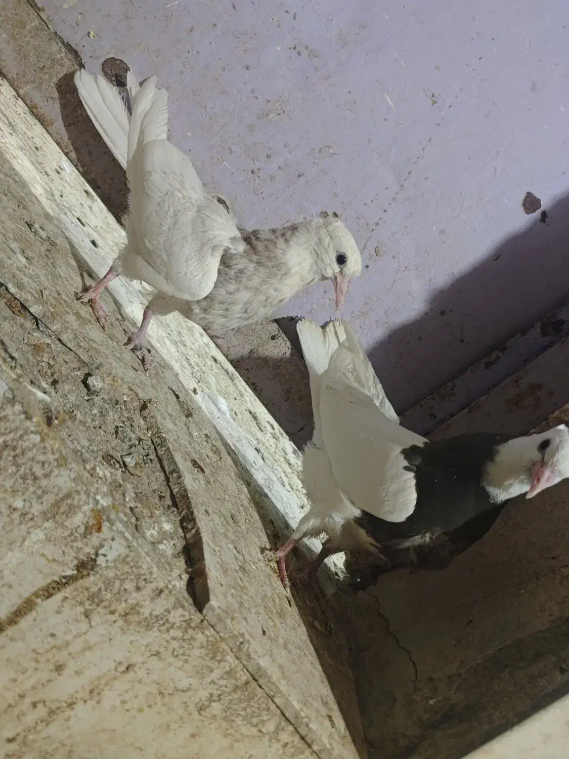 طوقی کاکل عطیقه|پرنده|زاهدان, |دیوار