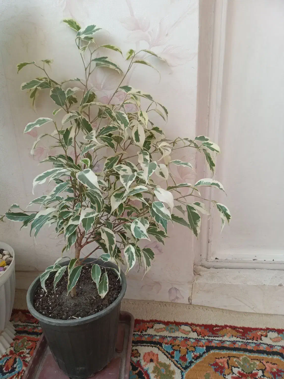 گل طبیعی سالم|گل و گیاه طبیعی|تهران, مینای جنوبی|دیوار