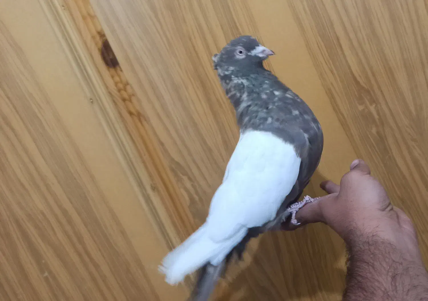 نر سینه ای چش نوک سفید|پرنده|اصفهان, زهران|دیوار