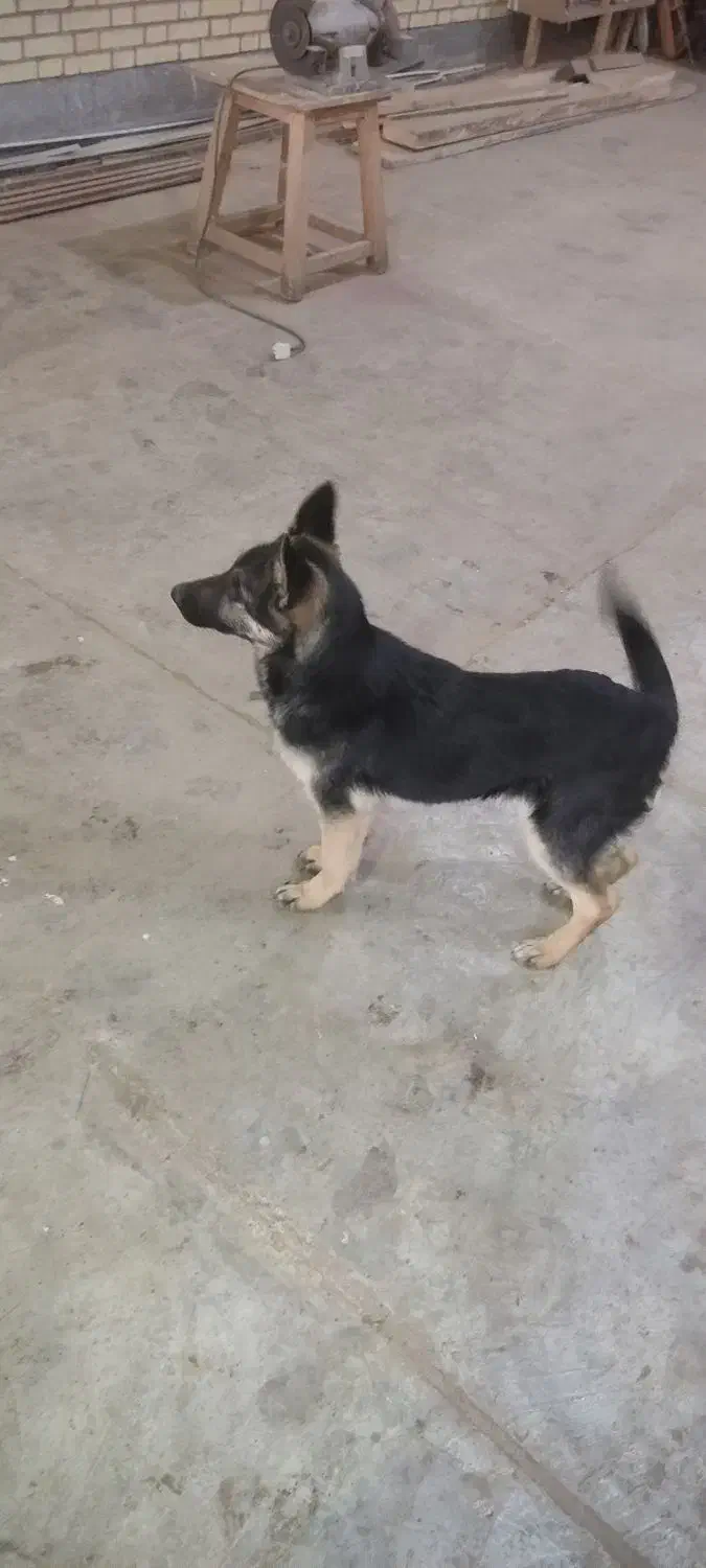 سگ ژرمن|سگ|اردبیل, |دیوار