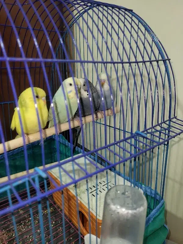 مرغ عشق با قفس و خونه|پرنده|آبپخش, |دیوار