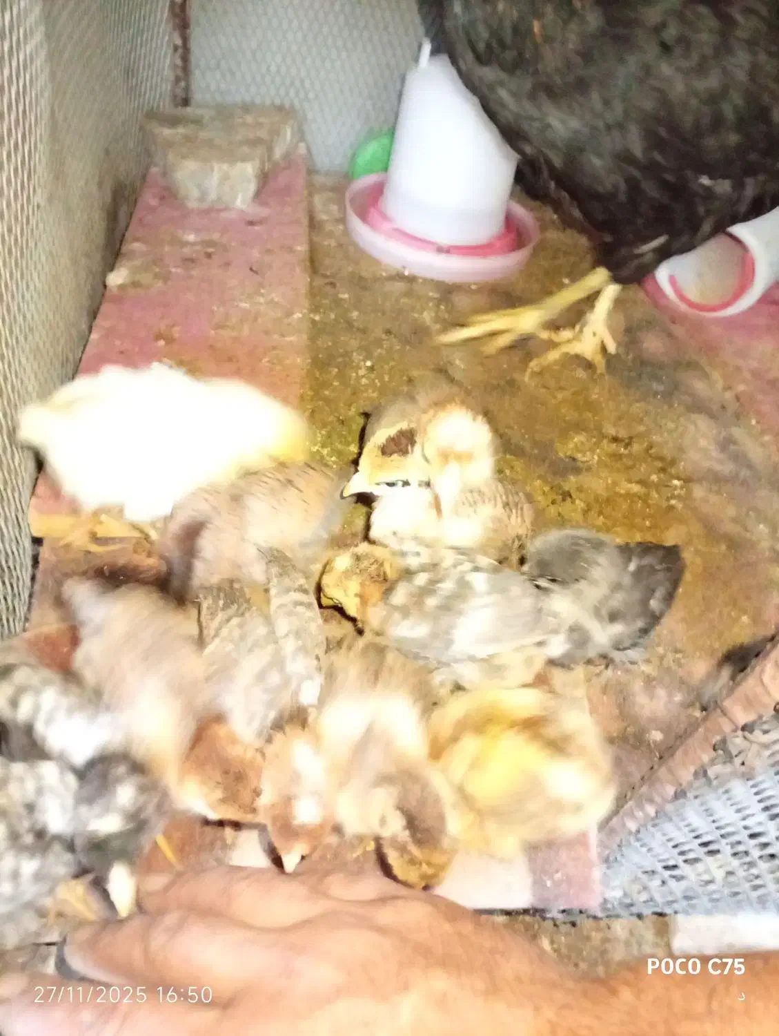 مرغ و جوجه هاش|حیوانات مزرعه|آبدانان, |دیوار