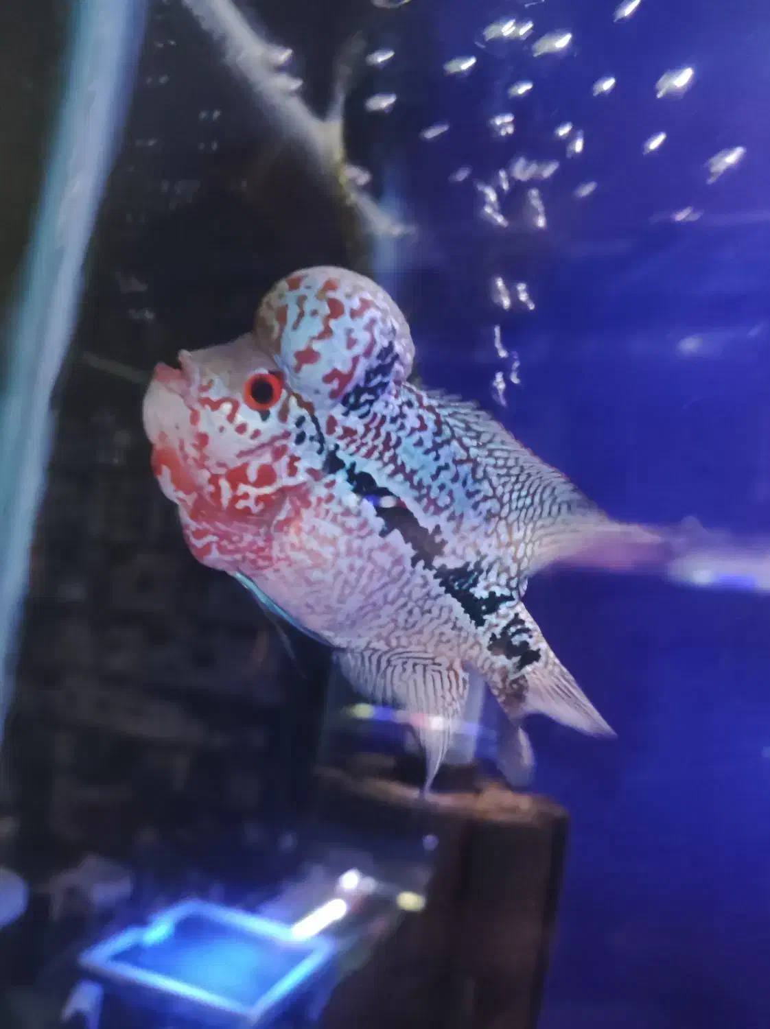 فلاور هد دار خوب سالم، آروانا|ماهی|تهران, دهقان|دیوار