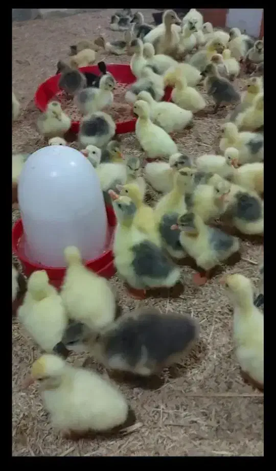 فروش جوجه غاز عمده|حیوانات مزرعه|سنندج, |دیوار