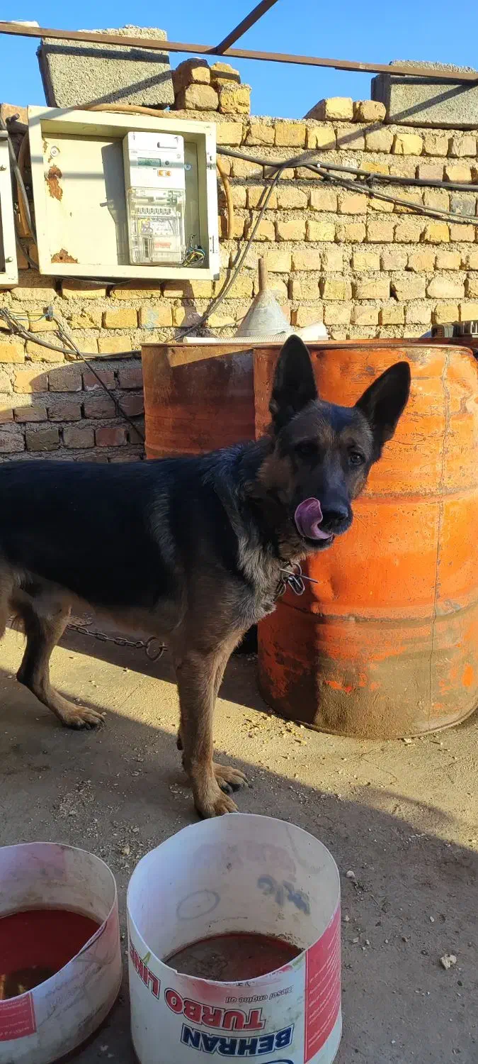 سگ ژرمن|سگ|قیدار, |دیوار