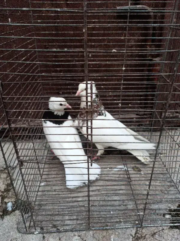 پرنده|پرنده|شوشتر, |دیوار