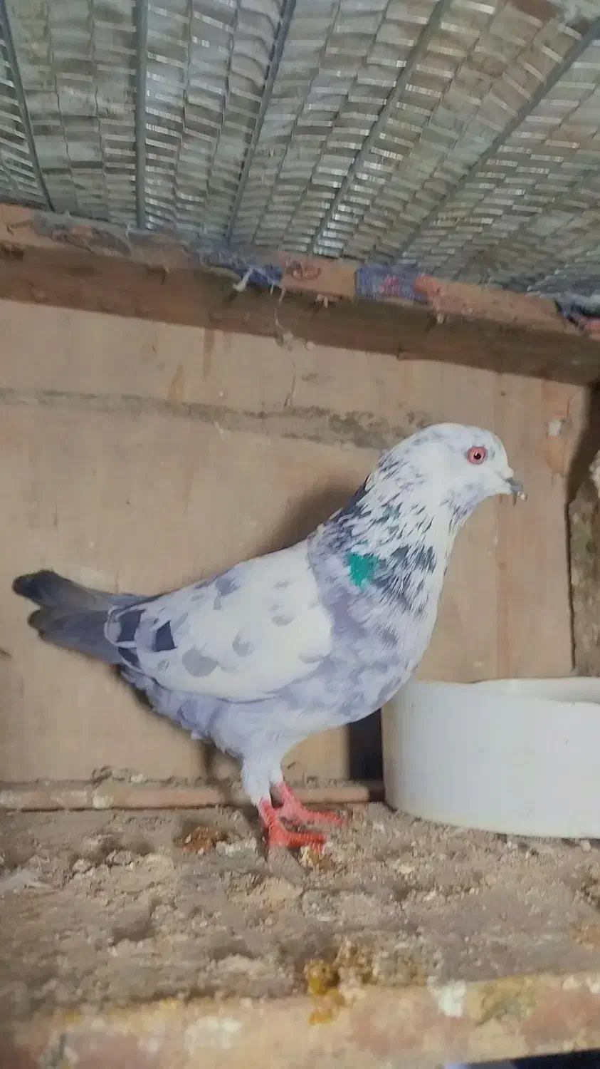 14عددکبوتر اس. عالی .|پرنده|قائم‌شهر, |دیوار