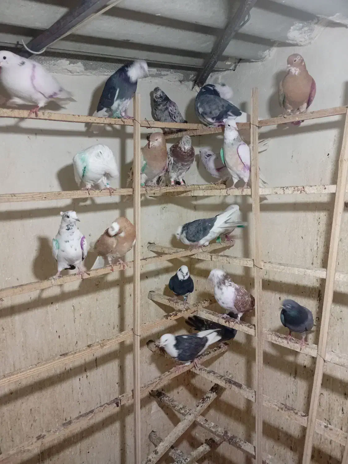 کبوتر|پرنده|تهران, شهرک رضویه|دیوار