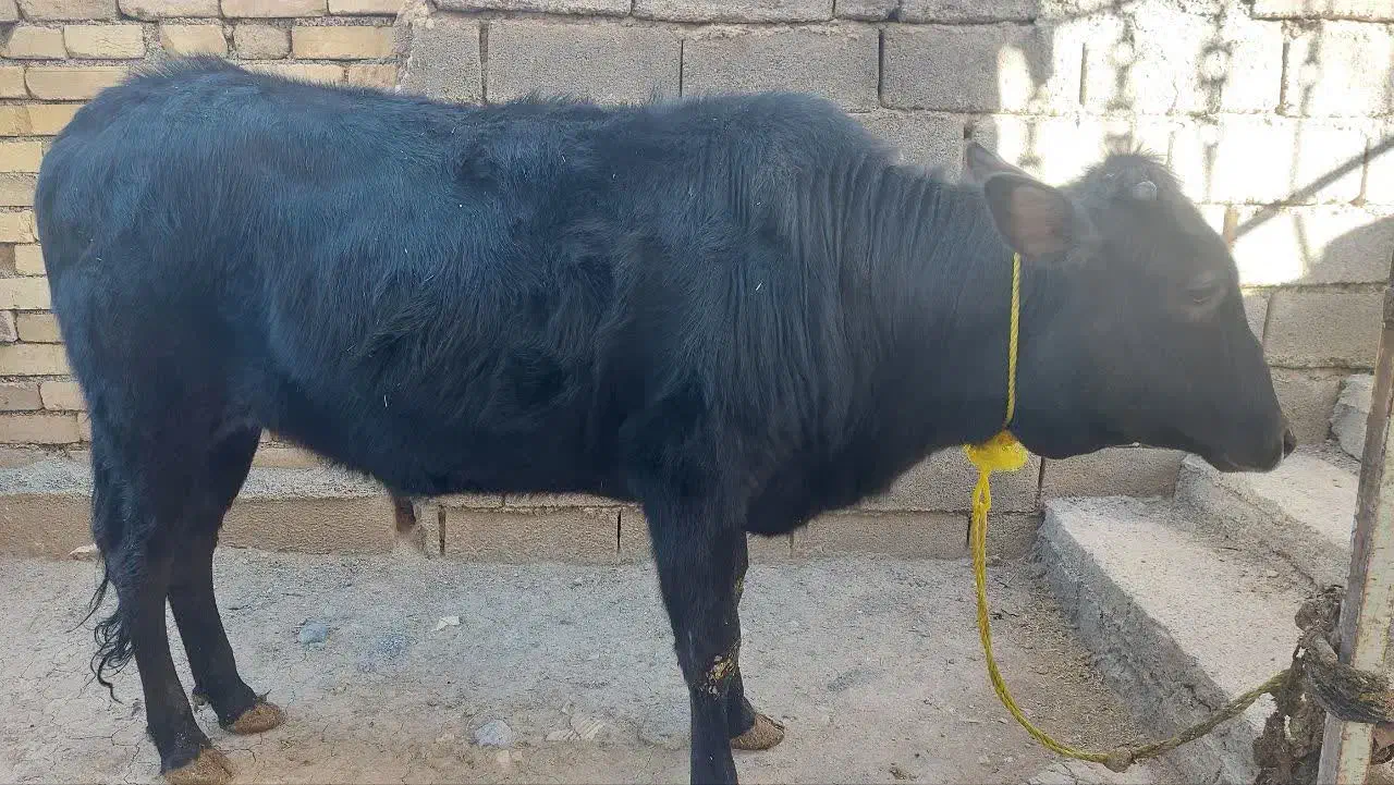 گوساله|حیوانات مزرعه|فیروزآباد (لرستان), |دیوار