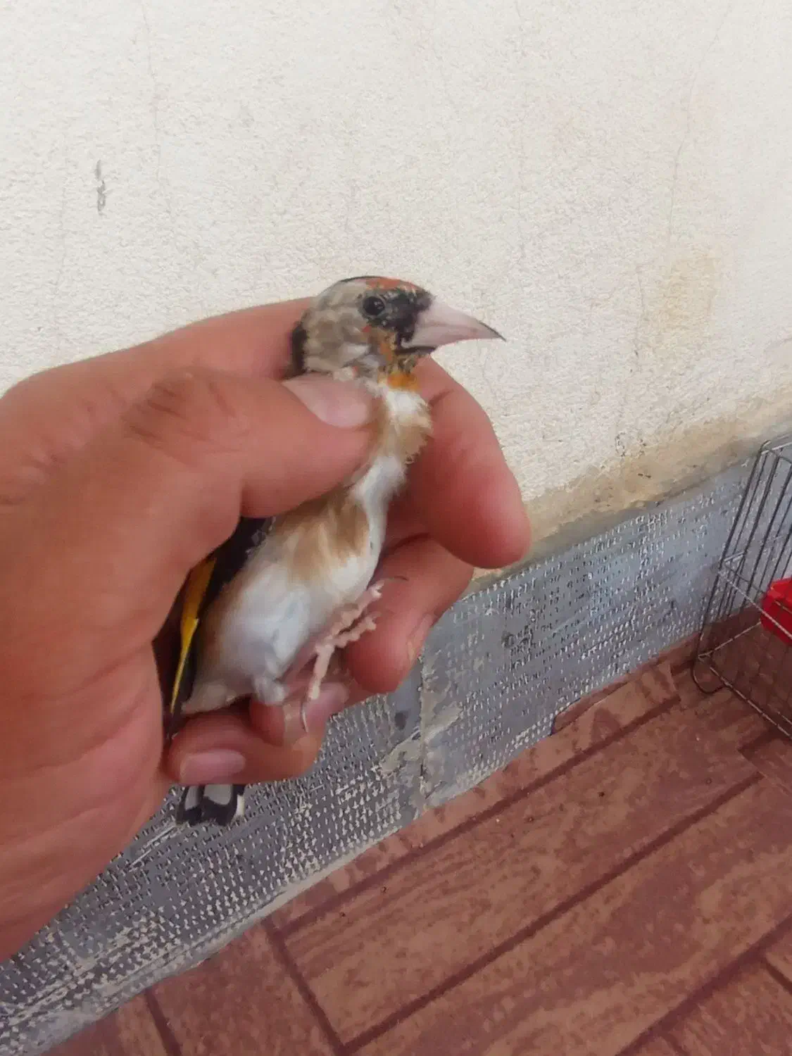 سهره نر قفس نرسرمایی|پرنده|سقز, |دیوار