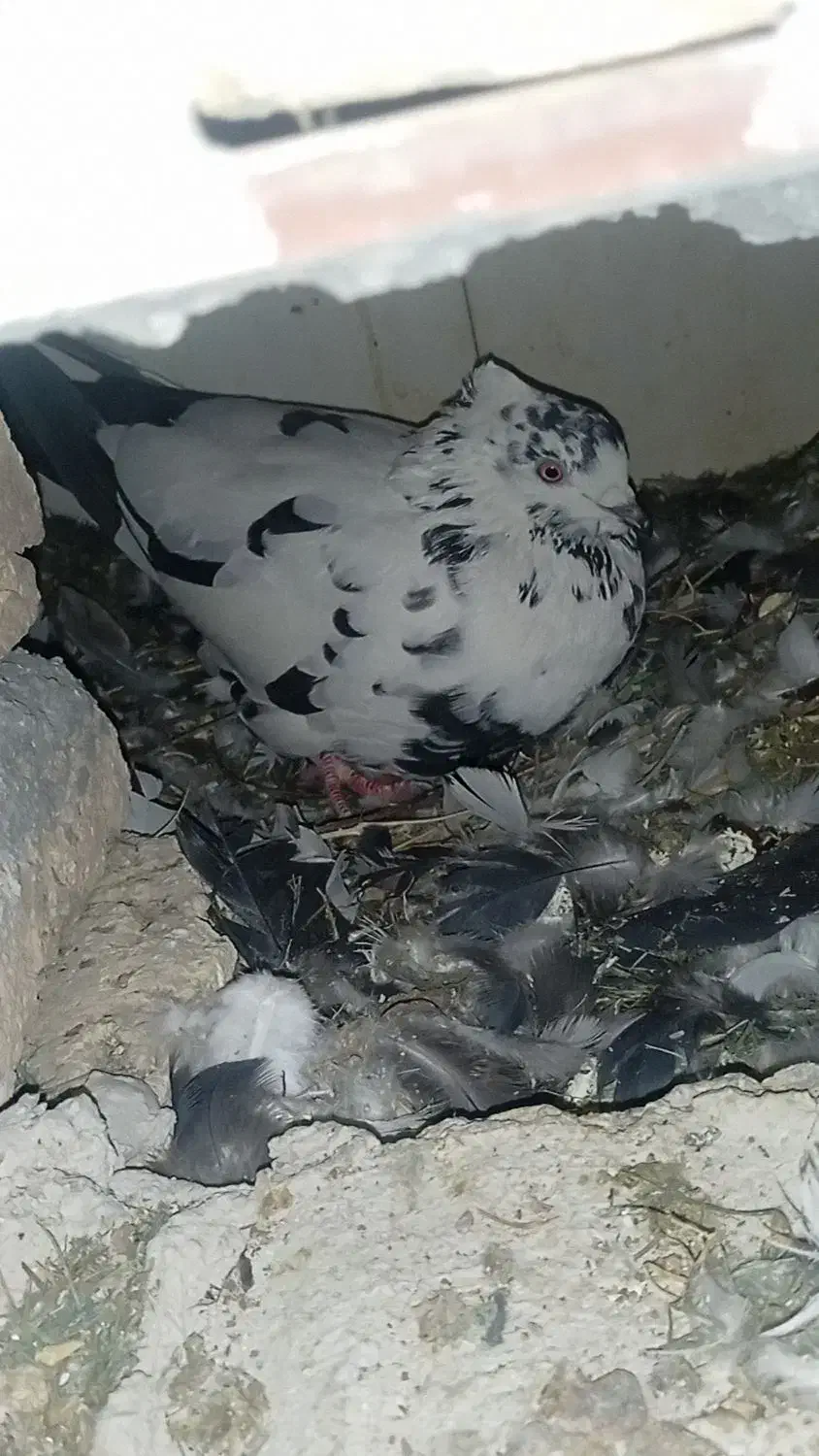 کبوتر|پرنده|کوهرنگ, |دیوار